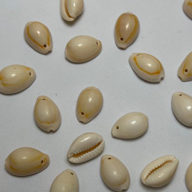 Cowrie Shells